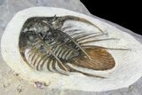 Spiny Kolihapeltis Trilobite - Rare Species #92930-4